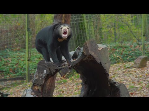 Waarom je de Maleise beer NIET als huisdier kan houden | 🔴 LIVE VIDEO 🔴