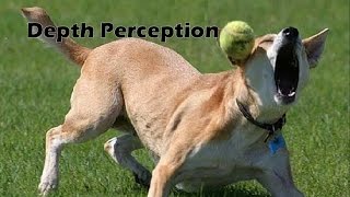 Depth Perception
