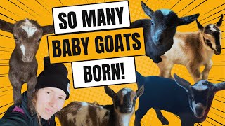 THE BUSIEST WEEK OF KIDDING SEASON ENDS WITH TWO GOAT BIRTHS IN THE SAME DAY (full goat birth video)