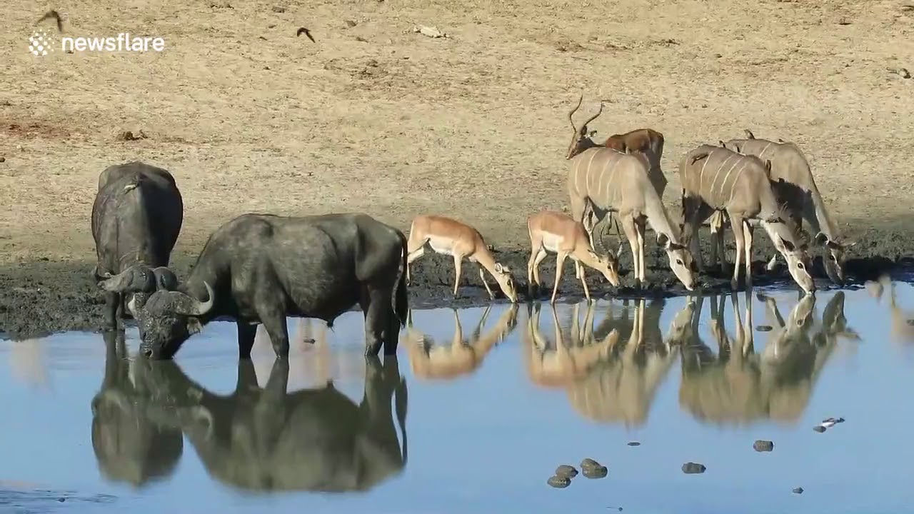 African watering hole sees incredible diversity of animals in 8 hours