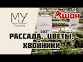 Обзор магазина Ашан в Москве. Рассада, саженцы, цветы и хвойники