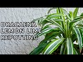 REPOTTING A DRACAENA LEMON LIME : The Mix To Use & Steps To Take