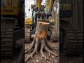 Insane Logging Machines 🌳💥 #chainsaw #stihl #treecutting