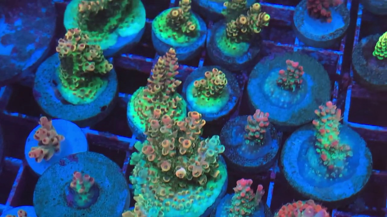 JF TRIPLE DELIGHT ACRO SPS Coral . Интернет магазин  REEF EXCLUSIVE