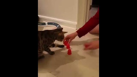 Cat plays shell game