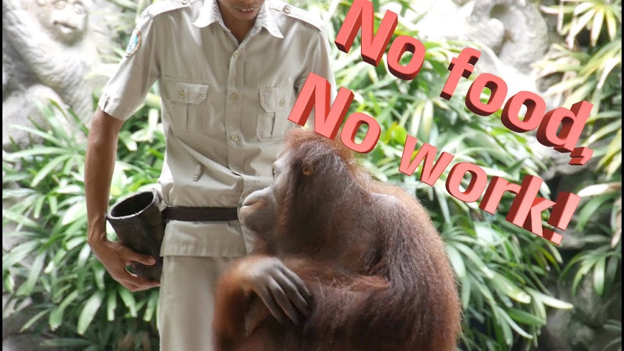 Bali Indonesia Zoo - YouTube