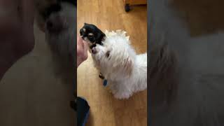 Ray Ban Meta Gen 2 Smart Glasses POV - Happy Dogs #dogs #pets #animals