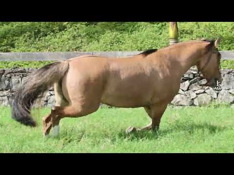 LOTE 05   REALEZA DA FAZFAR