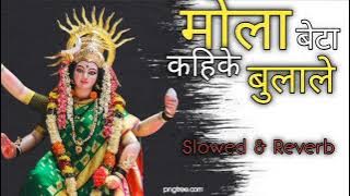 मोला बेटा कहिके बुलाले||PT.Vivek Sharma||Cg Jas Git||Cg Lofi Song||Slowed & Reverb||