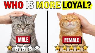 Why you've been choosing the wrong cat gender for years
