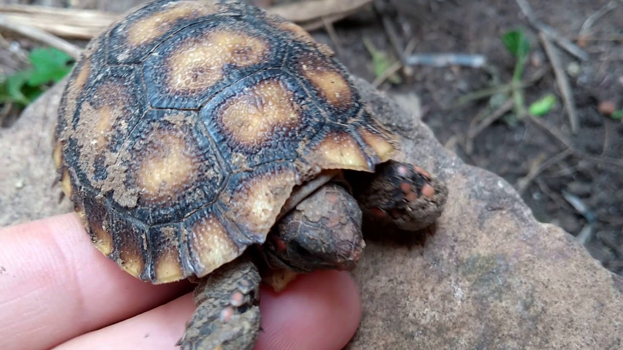 O filhote de jabuti olha o que deu YouTube O filhote de jabuti olha o que deu YouTube