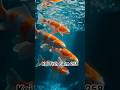 Koi Fish Calm 258 #koi #fish #calm #meditation #relax #koifish #shorts