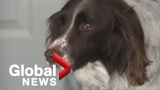 Cross Canada Spotlight: Dog helps owner in medical emergency, couple gets police escort, and more