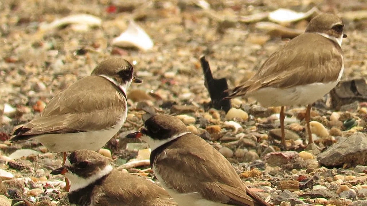 Filming the Feathers: Semipalmated Plovers