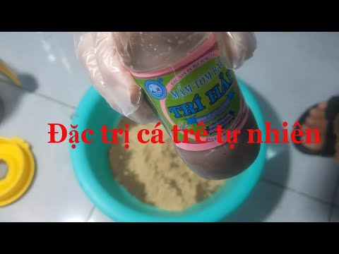Video Mồi câu cá trê tự nhiên dễ làm nhưng vô cùng hiệu quả - youtube