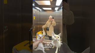 #devonrex#коты##влог#девонрекс