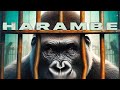 Why harambe day matters