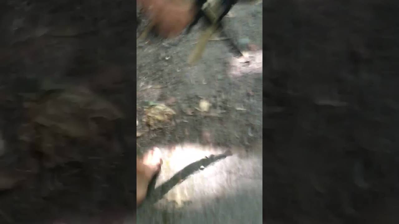 WASP NEST GETS WRECKED!!! - YouTube
