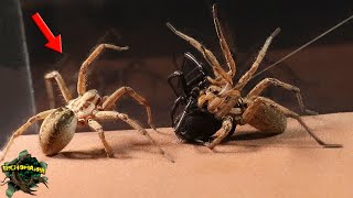 You won't believe what's happening! This Wolf Spider Meets a Black Widow and a Funnel Spider by BICHOMANIA 157,148 views 8 months ago 6 minutes, 9 seconds