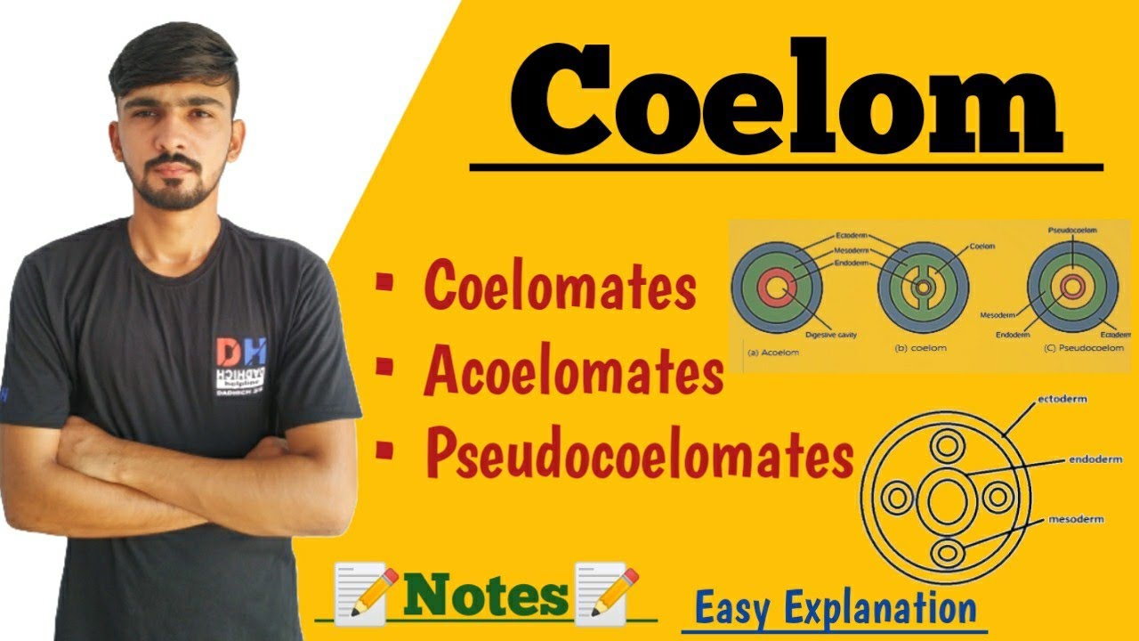 Coelom It s Types In Hindi Coelomates Acoelomates