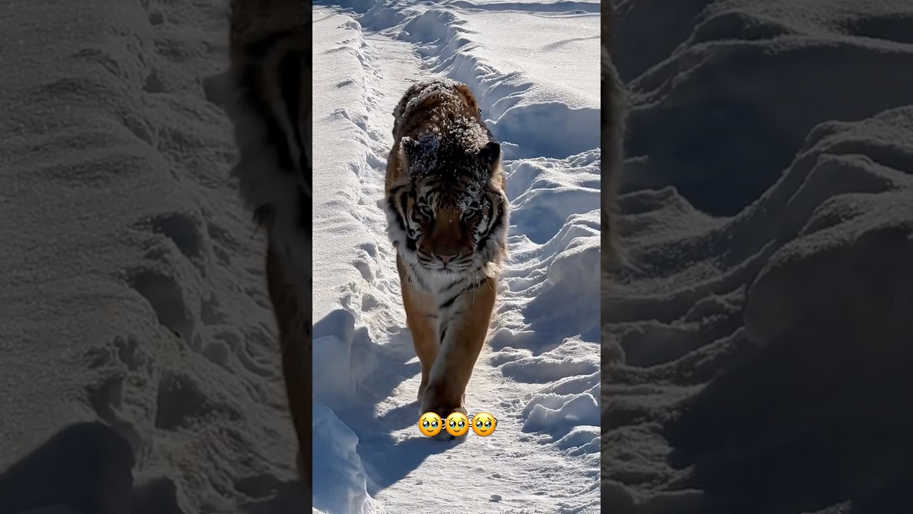 Big Orange Cat Core. 😁🐯 