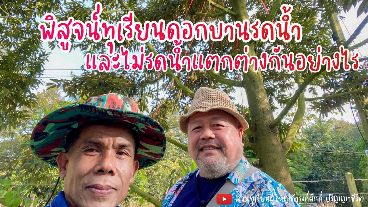 พิสูจน์ทุเรียนดอกบานรดน้ำและไม่รดน้ำแตกต่างกันอย่างไร | EP.32