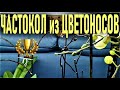 ЧАСТОКОЛ ИЗ ЦВЕТОНОСОВ ОРХИДЕЙ🌞 В ИЗРАИЛЕ! КАК ЗАЦВЕСТИ ВСЕ СВОИ ОРХИДЕИ, ЕСЛИ РАНЬШЕ ОНИ НЕ ЦВЕЛИ?