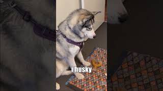 Testing which toy bone is my husky's favourite! Wait 'till the end! #shorts #husky #siberianhusky