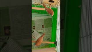 Японские амадины учат птенца Японские амадины учат птенца