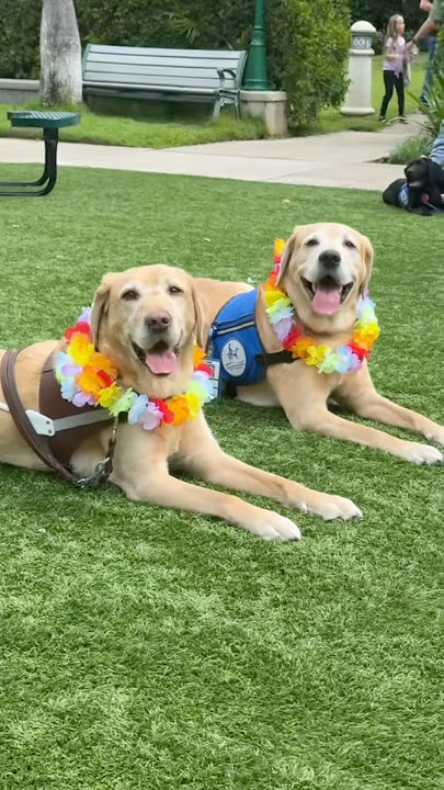 The moment my guide dog reunited with his brother #shorts