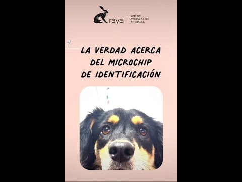 Video: ¿Pueden los criadores ponerles microchip a los cachorros?