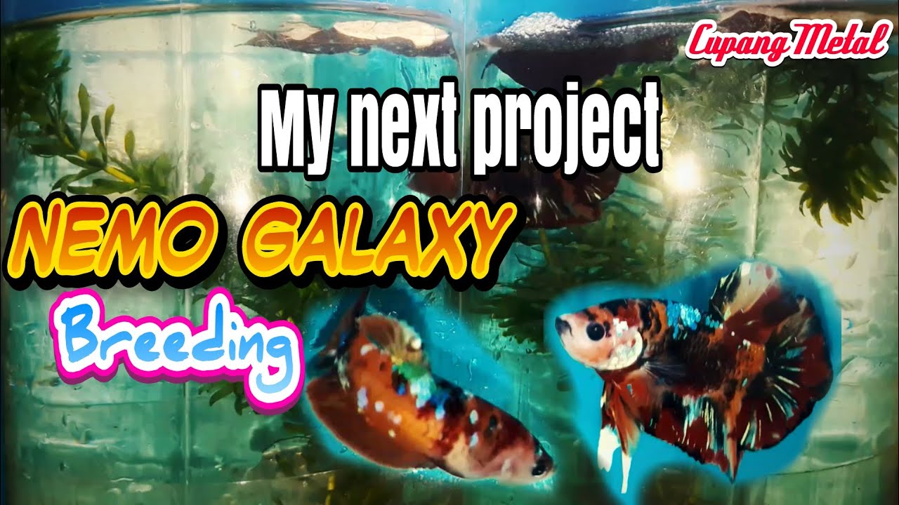 Cara Mengawinkan Ikan Cupang | Persiapan Indukan Ikan Cupang 