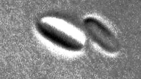 Colloidal Membranes - Seeds Interacting