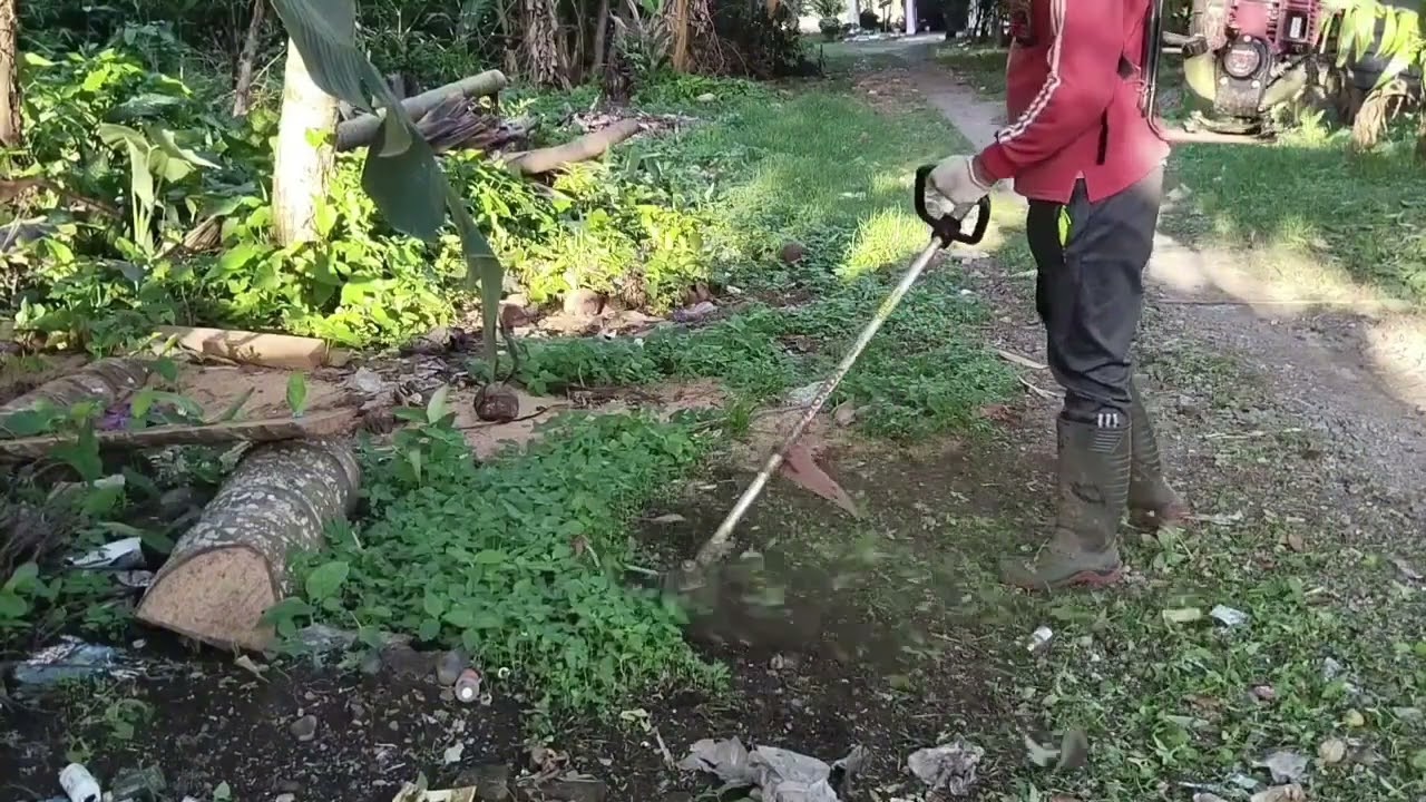 Rutinitas Mingguan: Potong Rumput Halaman Rumah Biar Selalu Rapi (part2) #bersihbersih #potongrumput