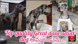 Great dane adult dog for sale|8074655474|hyderabad|dog market in hyderabad