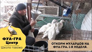 Кукурузный фуа-гра откорм моих мулардов. (1-я неделя)