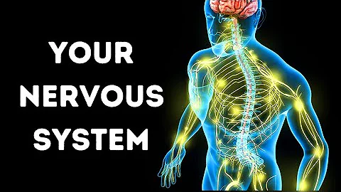 A Journey Through Your Nervous System