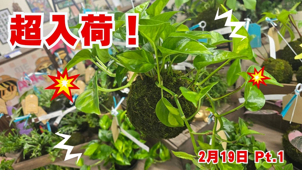 【2月19日】ライブ配信　前半