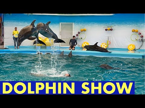 DOLPHIN SHOW – Part 2 | DOLPHINS BAY Phuket, Thailand | Kru Minah