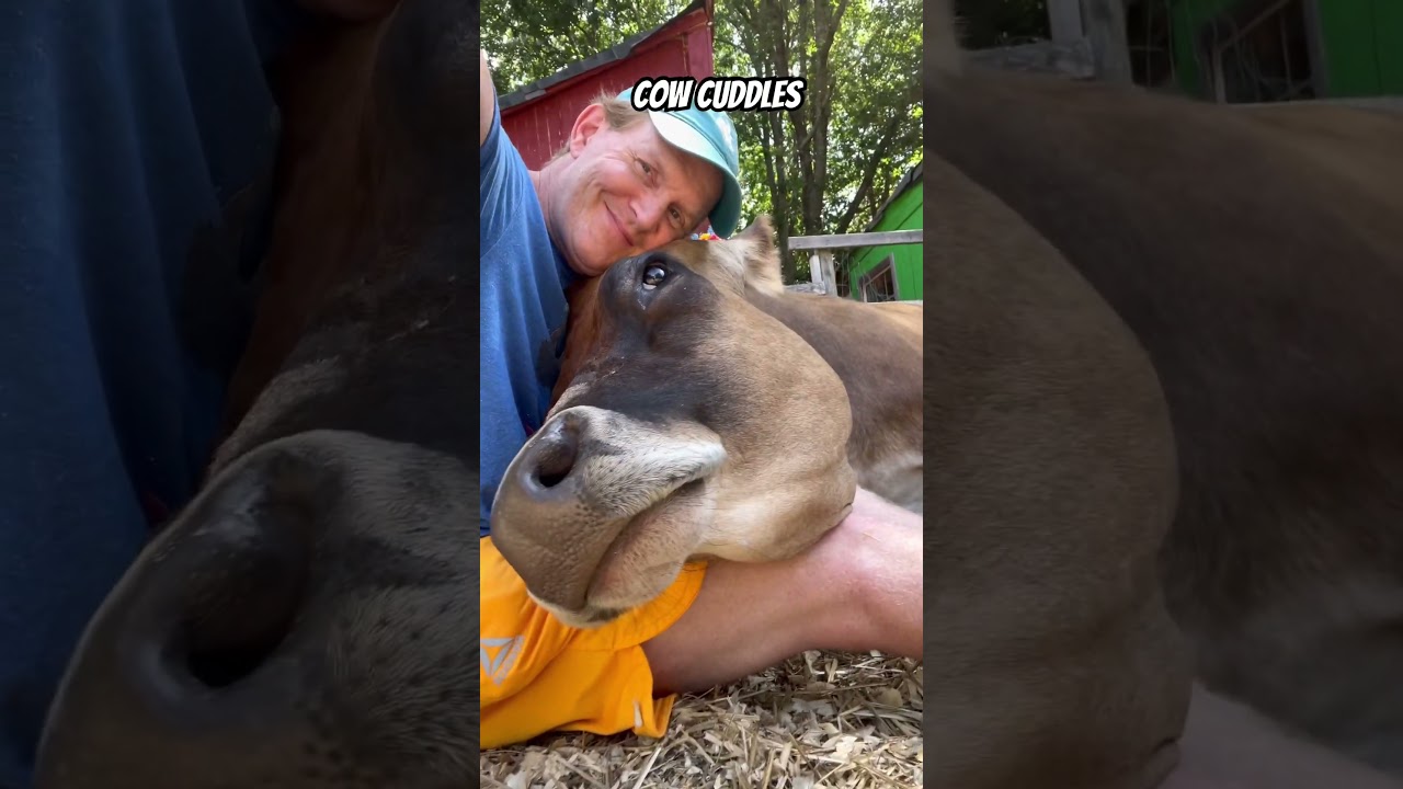 Cow cuddles with Maisie are so sweet!  