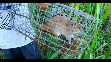 Đặt bẩy chuột sau cơn mưa và cái kết | Châu Phước Nhi Vlog