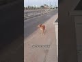 Spy dog #foryou #shortvideo #dothingsyoudontwanttodo #funny #viral #memes #viralvideo