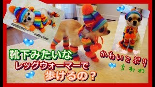 靴下みたいなレッグウォーマーで歩けるの？カワイコぶるチワワ~Chihuahua can walk with leg warmers like socks?
