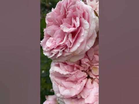 Роза чип энд дейл #дача #клумба #цветы #садоводство #цветывсаду #лето # ...