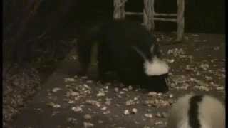 Skunk Without Stripes