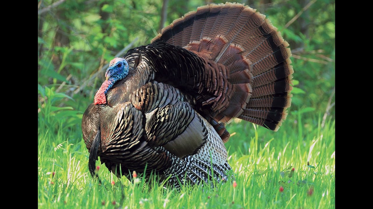 2017 Spring Turkey Hunt With a Bow (Kentucky) YouTube