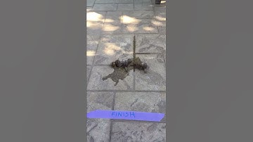 Nor Cal snail races!