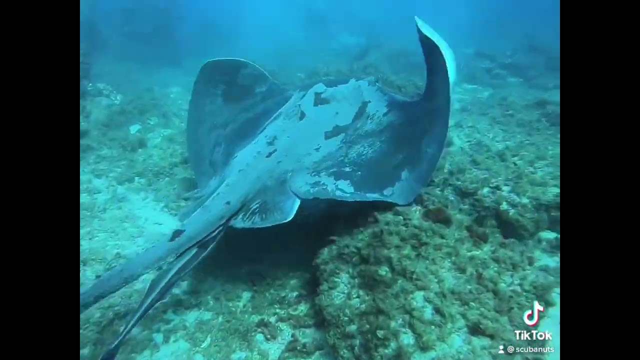 Dive into Adventure at Northampton Scuba School!