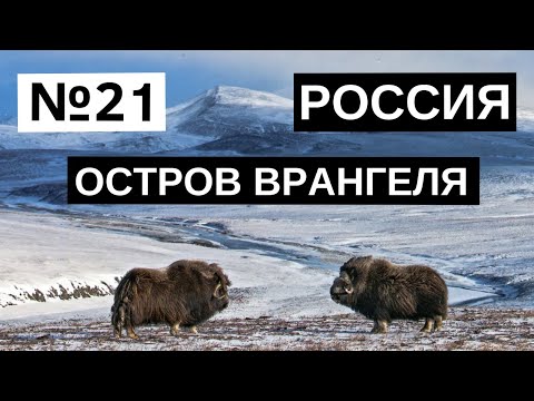 21. Остров Врангеля. Россия