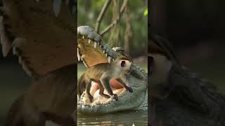 a monkey escape from crocodile mouth. #animals #monkey #nature #subscribe #trending #viral